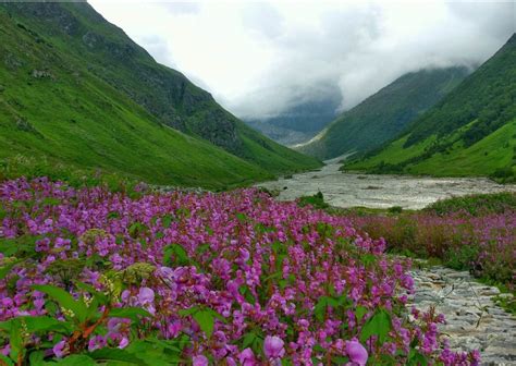 'Valley of Flowers' Clean-up starting today through May 5